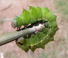 Actias truncatipennis