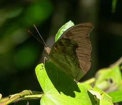 Dophla evelina