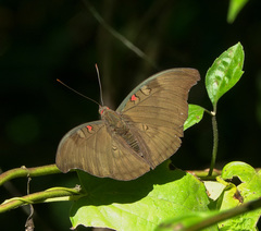 Dophla evelina