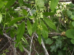 Cissus mexicana