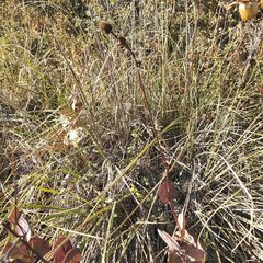 Roldana sessilifolia