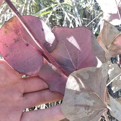 Roldana sessilifolia