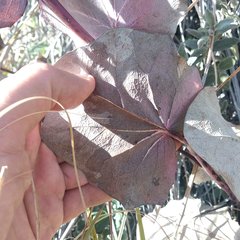 Roldana sessilifolia