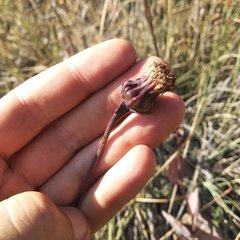 Roldana sessilifolia