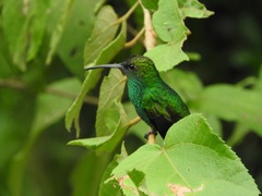 Chlorostilbon gibsoni