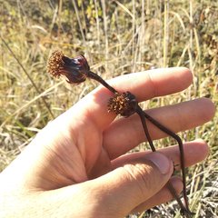 Roldana sessilifolia