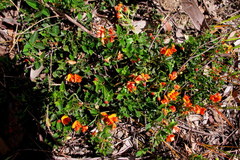 Podolobium procumbens