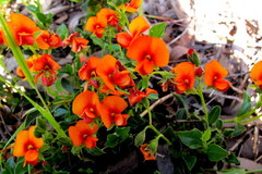 Podolobium procumbens