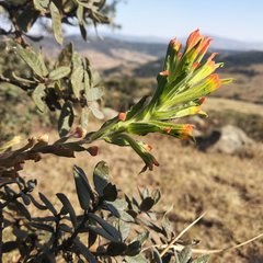 Castilleja glandulosa
