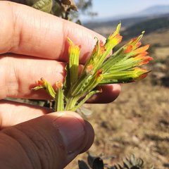 Castilleja glandulosa
