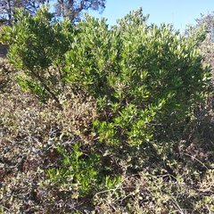 Baccharis heterophylla