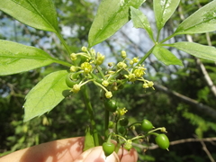 Cissus mexicana