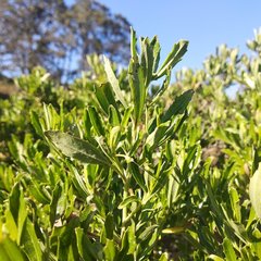 Baccharis heterophylla