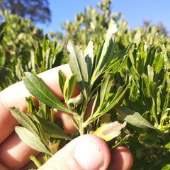 Baccharis heterophylla