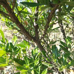 Baccharis heterophylla