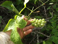 Disciphania mexicana