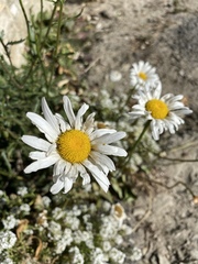 Asteraceae