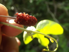 Disciphania mexicana