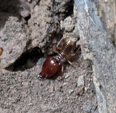 Macrotermes annandalei