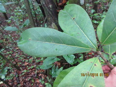 Ficus obtusifolia