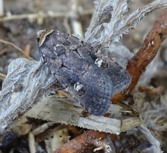 Athetis leuconephra