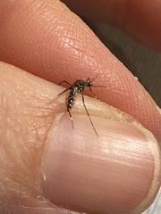 Stegomyia