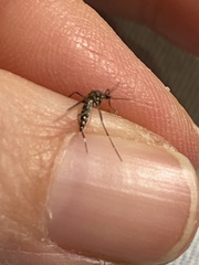 Stegomyia