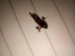 Tridactylidae