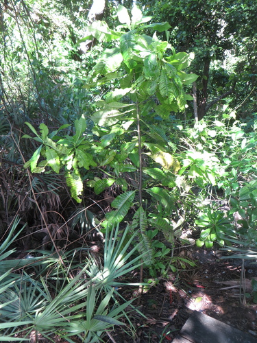 Image of Alstonia macrophylla by (c) Ben Machado, some rights reserved (CC BY)