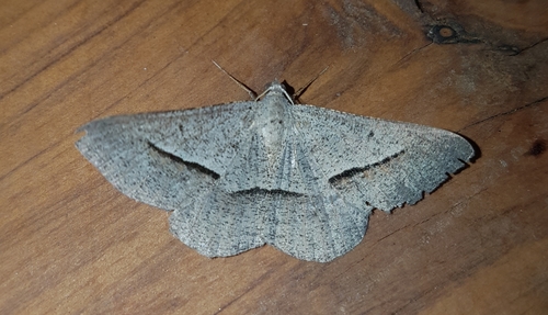 Delta Geometrid