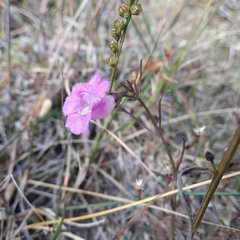 Agalinis peduncularis