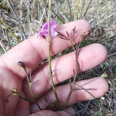 Agalinis peduncularis
