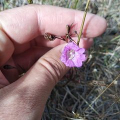 Agalinis peduncularis