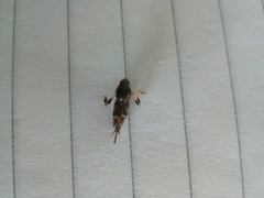 Tridactylidae