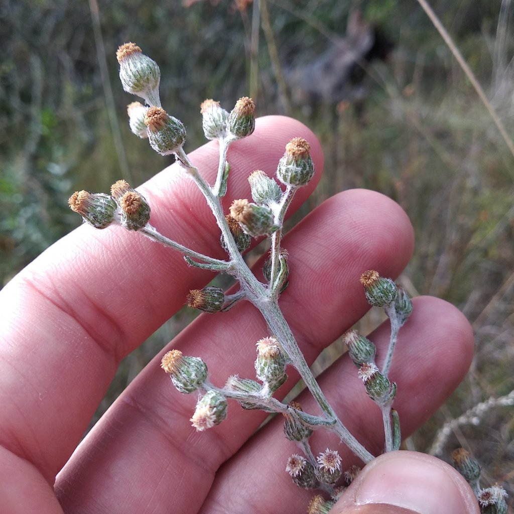 Laennecia confusa