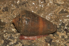 Image of Conus biliosus