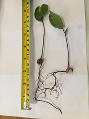 Syzygium floribundum