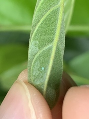 Neopithecops zalmora