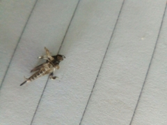 Tridactylidae
