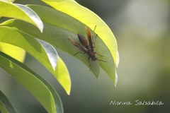 Polistes tenebricosus