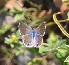 Echinargus isola