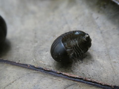 Sphaerobelum bicorne