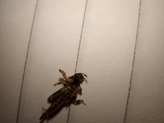 Tridactylidae