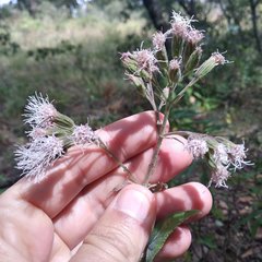 Ageratina deltoidea
