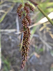 Leptocorisa chinensis