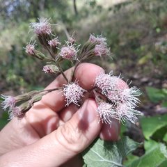 Ageratina deltoidea
