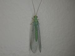 Plesiochrysa ramburi