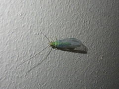 Plesiochrysa ramburi