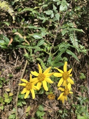 Bidens rubifolia