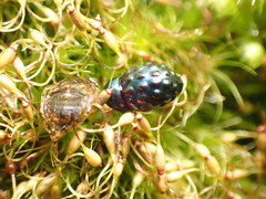 Notolioon gemmatus